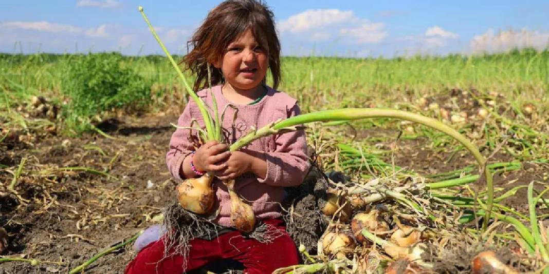 İklim değişikliği hasadı 2 hafta geciktirdi: Kilosunun en az 15 TL olması bekleniyor 3